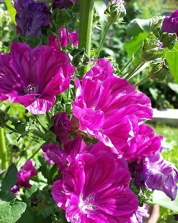 Sonnenlicht Zajazd 3*